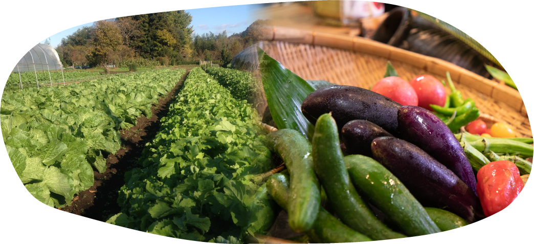 自社農場で育てた無農薬野菜